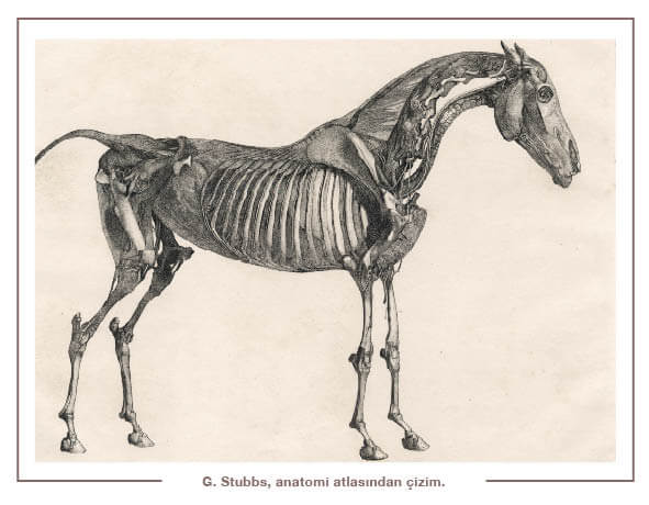 G. Stubbs, anatomi atlasından çizim.