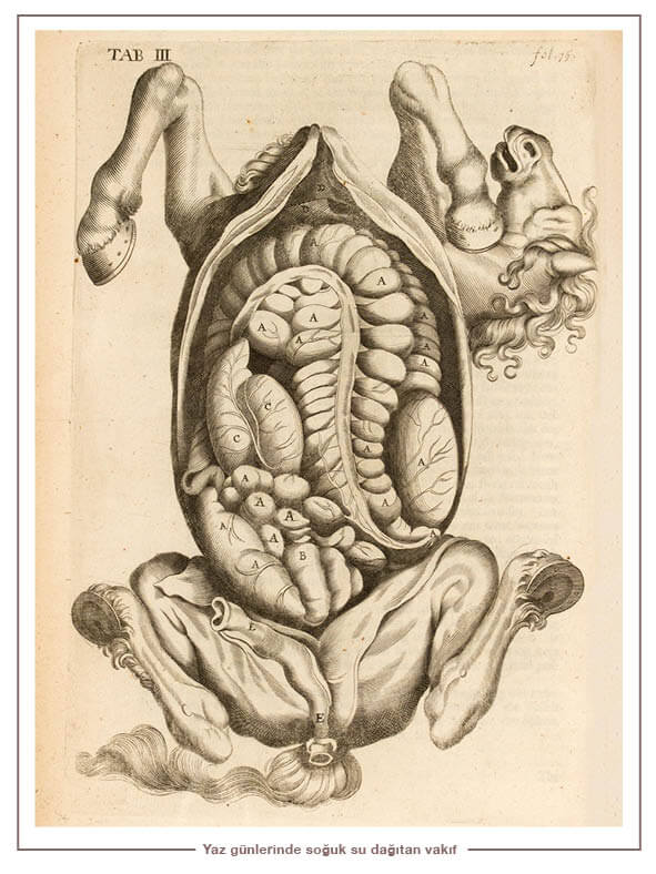 Anatomik kesit. Anatomik kesit.