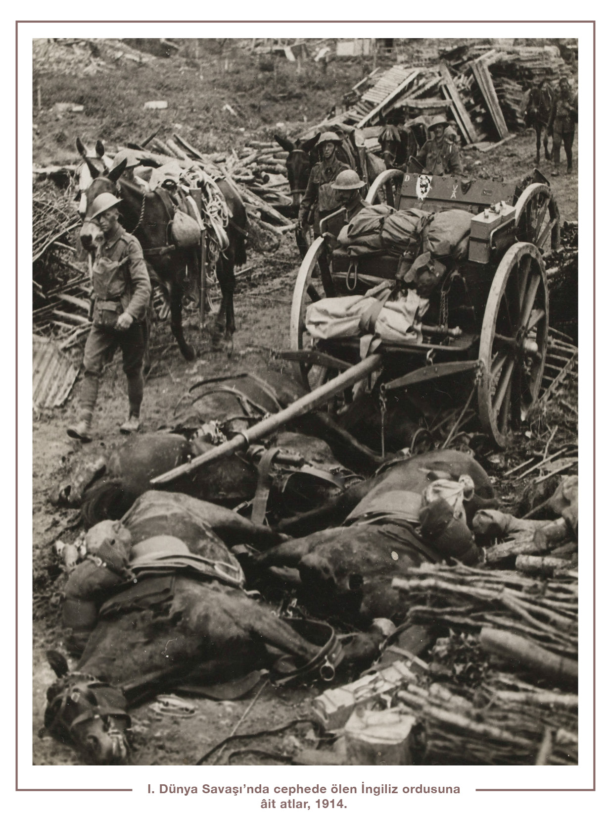 I. Dünya Savaşı’nda cephede ölen İngiliz ordusuna âit atlar, 1914.